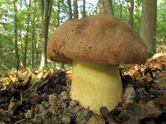  Image name: 00_157 Porcino.jpg 
 width: 570 pixel 
 height: 427 pixel 
 Size: 22579 bytes 
 Click to enlarge 